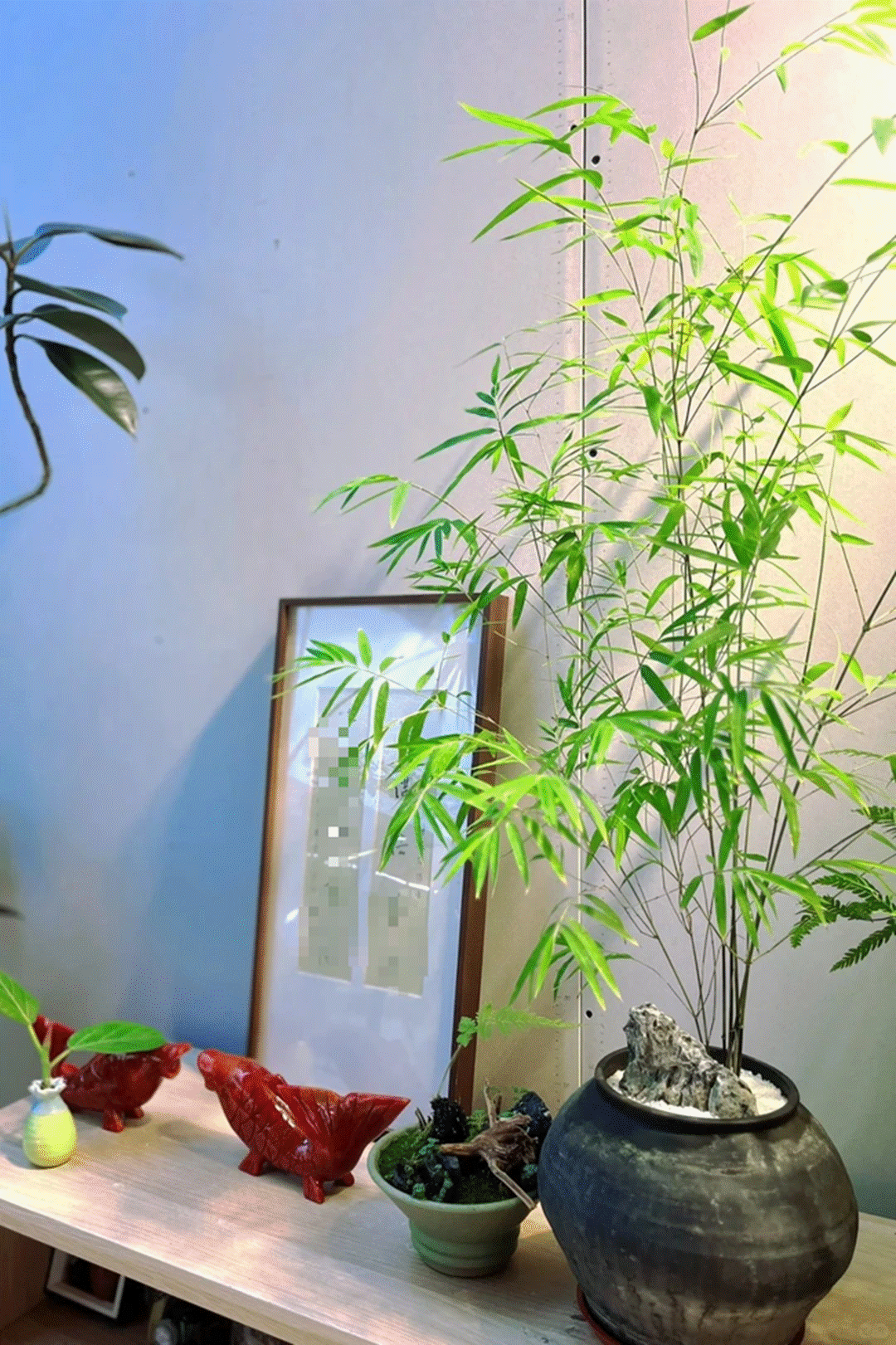 4 cây cảnh chữa lành trồng trong nhà tươi xanh, tao nhã, lọc không khí, dưỡng tâm hồn-6