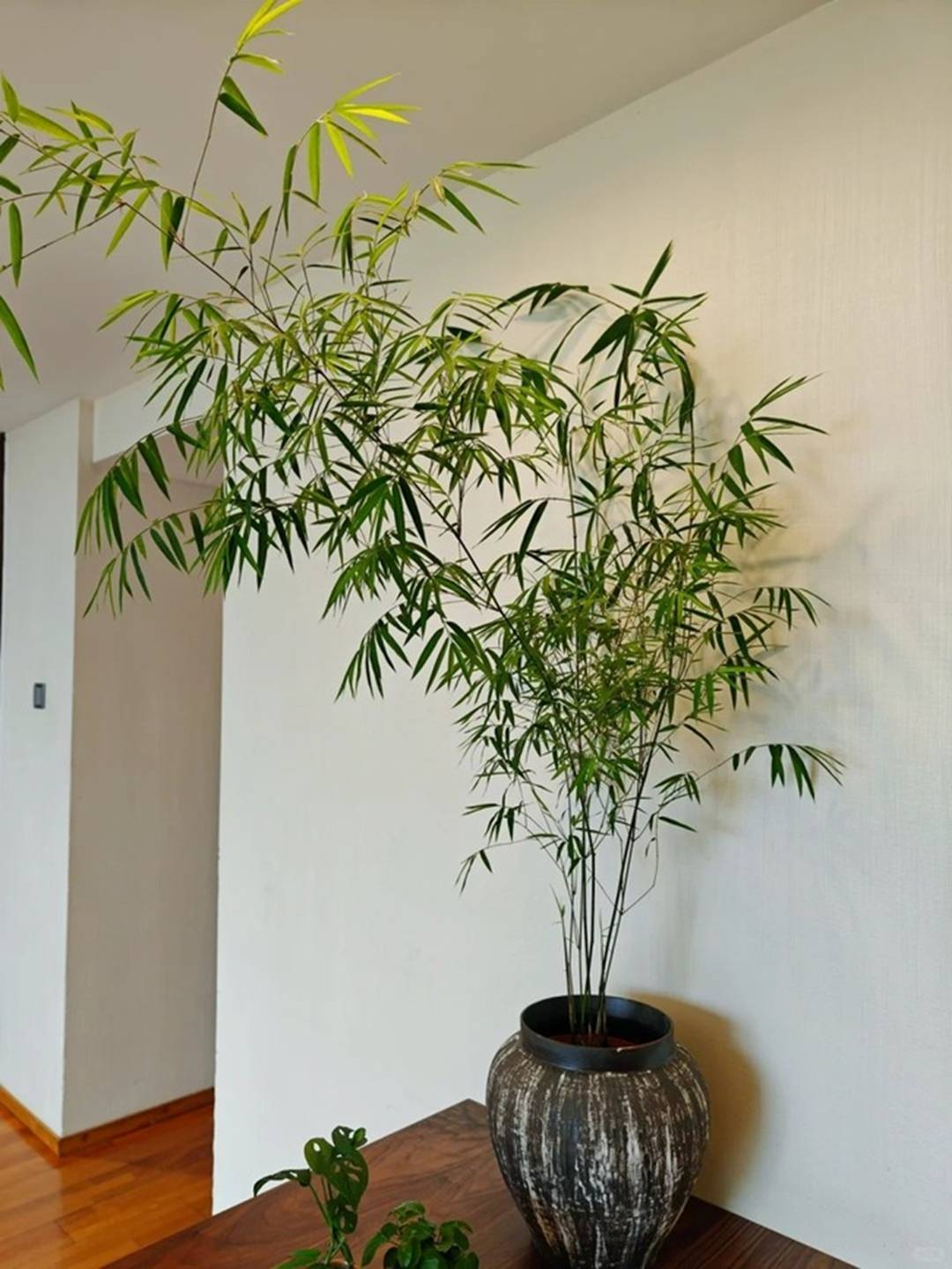 4 cây cảnh chữa lành trồng trong nhà tươi xanh, tao nhã, lọc không khí, dưỡng tâm hồn-8