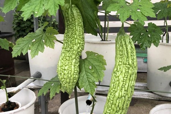 Loại quả vị đắng nhưng chăm ăn sẽ nhận toàn trái ngọt” cho sức khỏe, vóc dáng-1