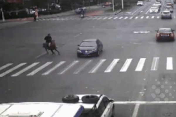 Clip: Vượt đèn đỏ đâm trúng ô tô, cả người cả ngựa văng xuống đường