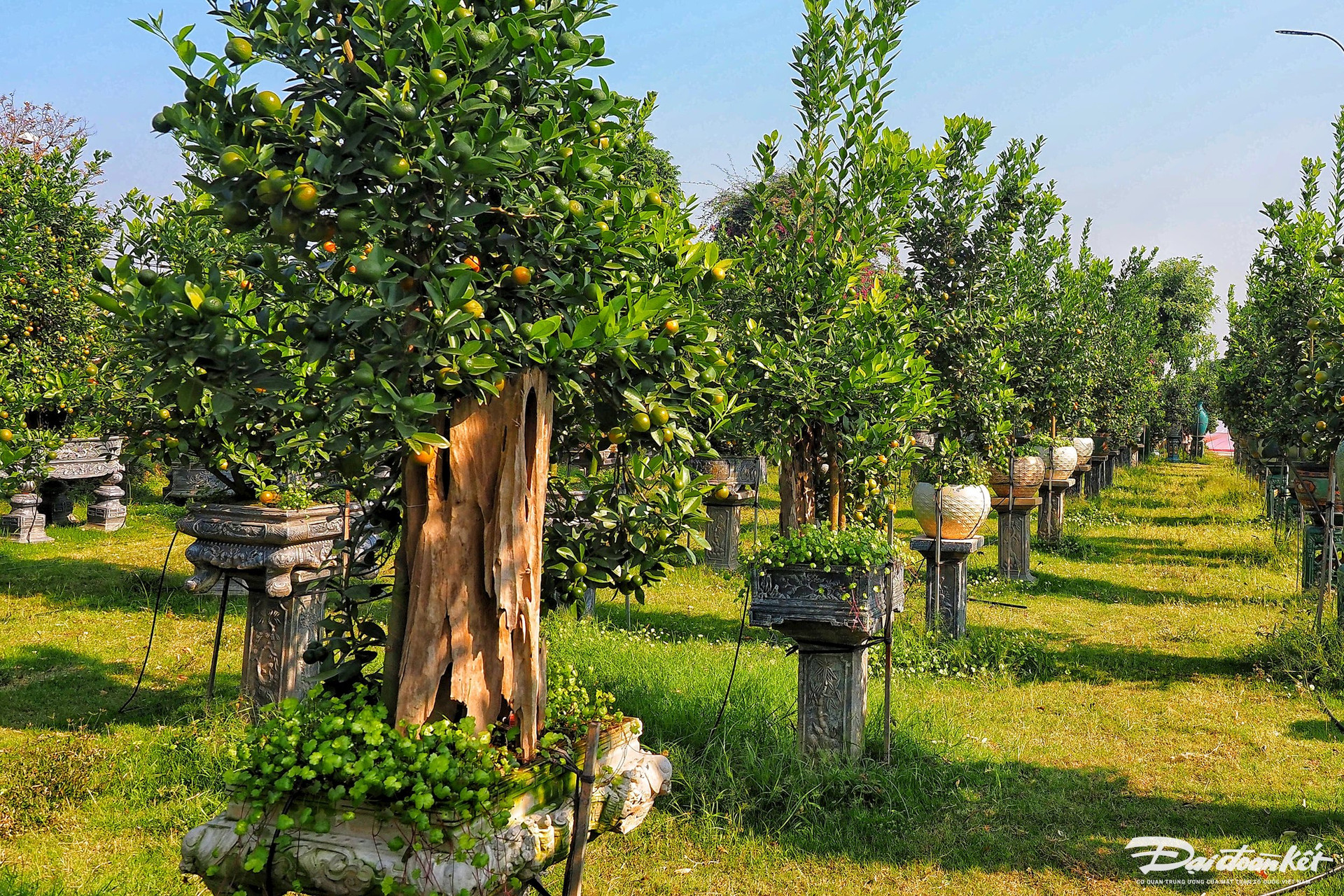 Quất ghép trên thân lũa giá hàng chục triệu đợi Tết-1