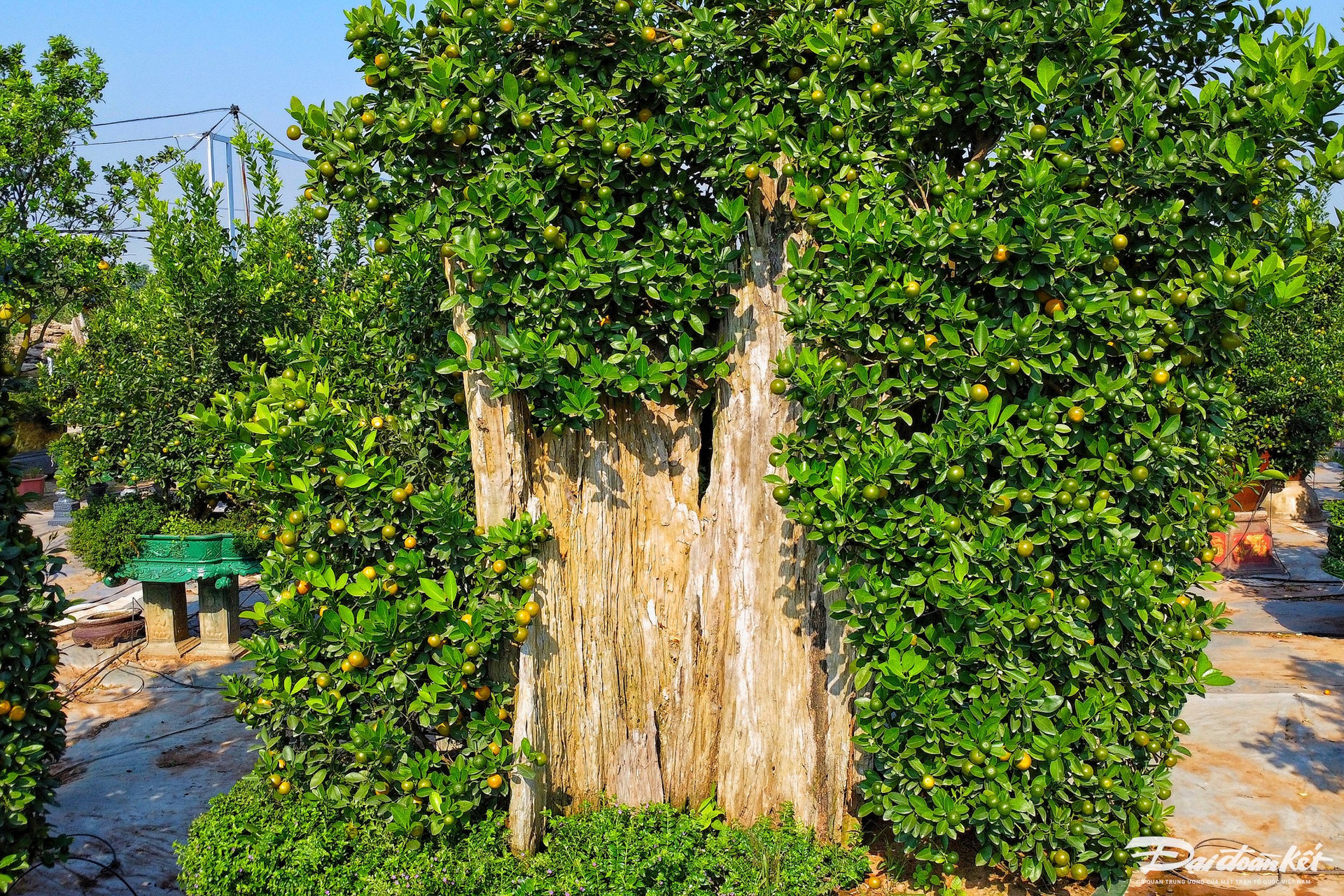 Quất ghép trên thân lũa giá hàng chục triệu đợi Tết-10