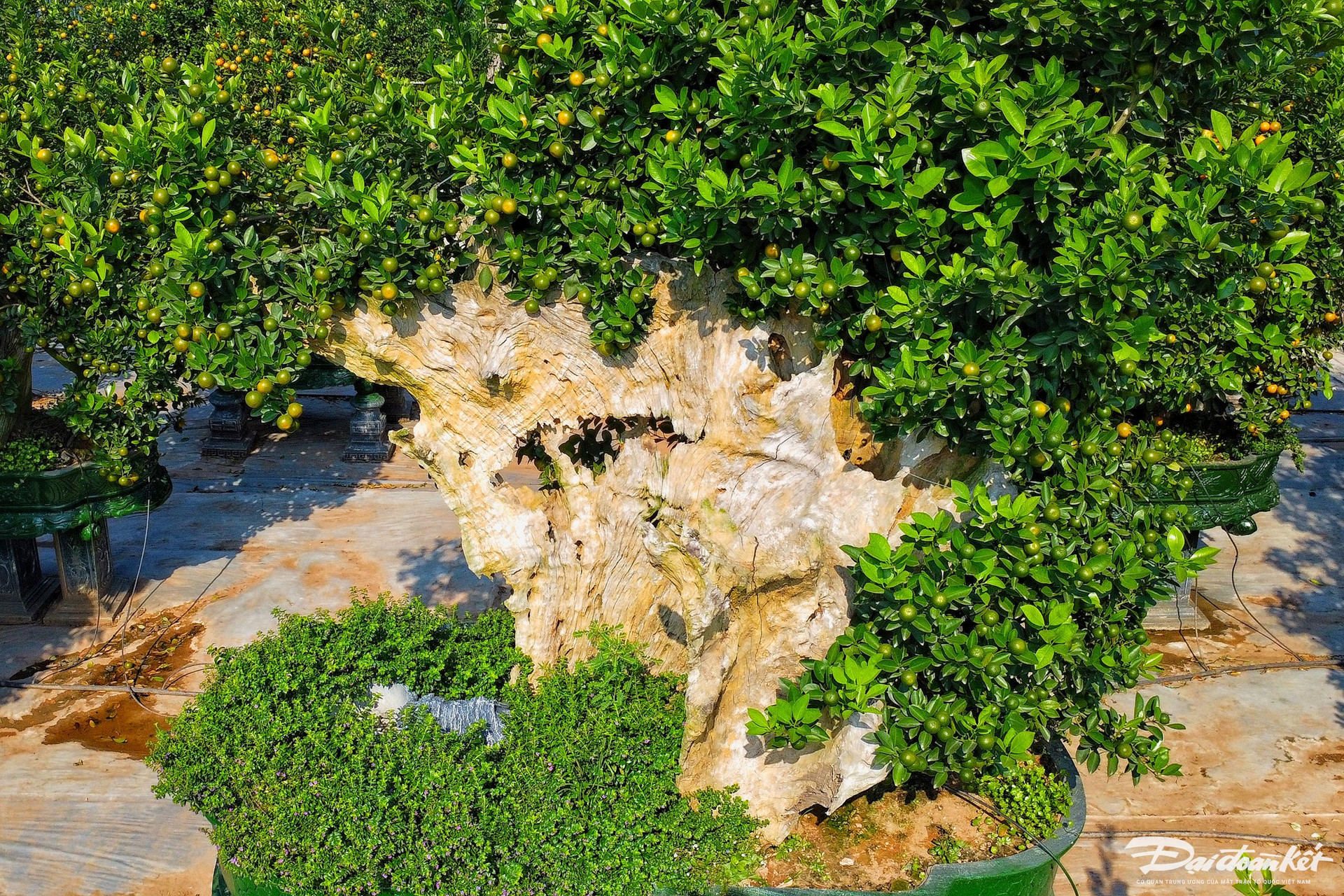 Quất ghép trên thân lũa giá hàng chục triệu đợi Tết-11