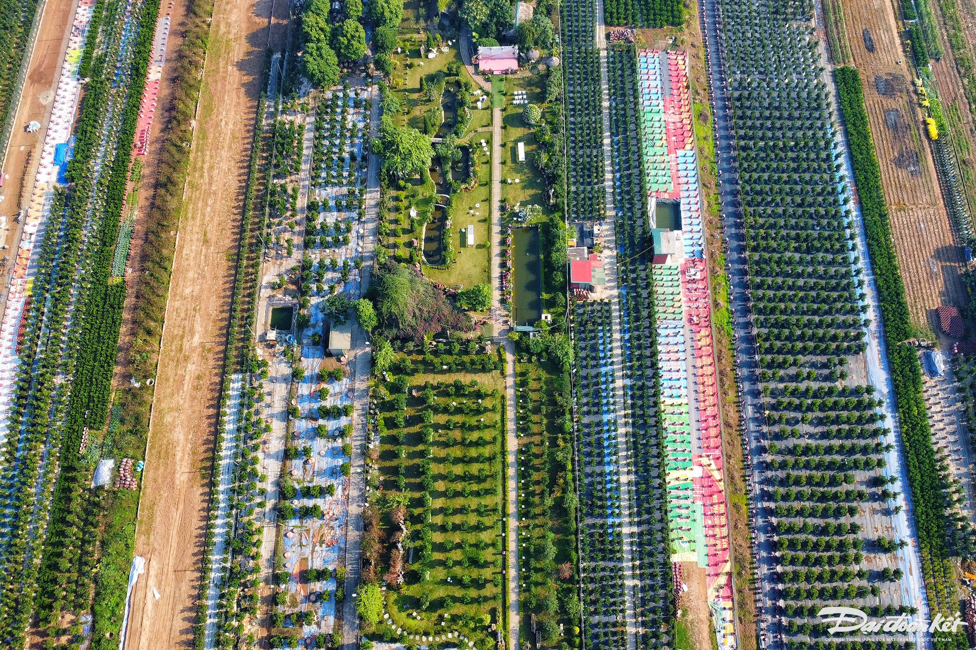 Quất ghép trên thân lũa giá hàng chục triệu đợi Tết-2