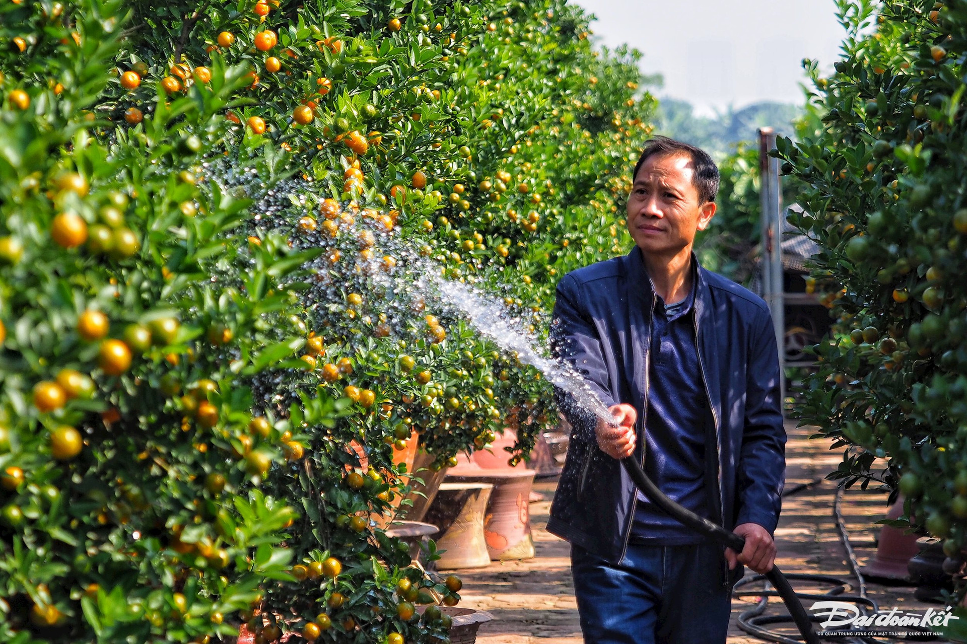 Quất ghép trên thân lũa giá hàng chục triệu đợi Tết-3