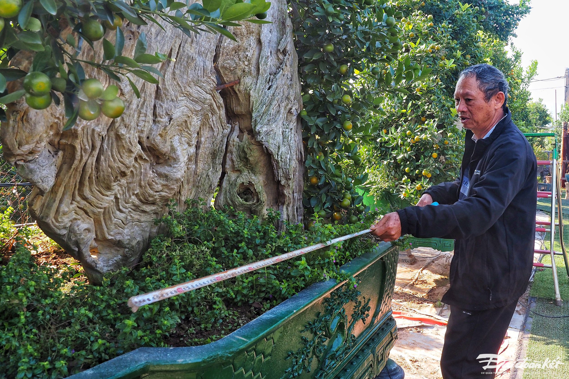 Quất ghép trên thân lũa giá hàng chục triệu đợi Tết-4