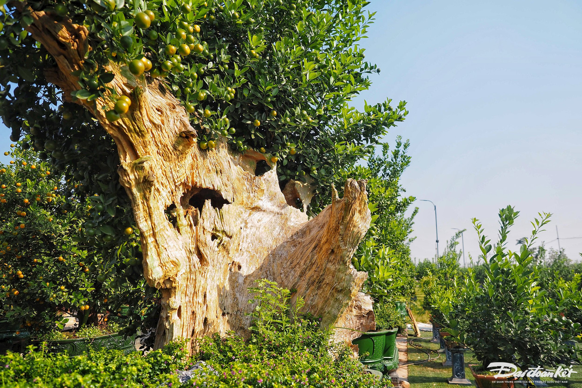 Quất ghép trên thân lũa giá hàng chục triệu đợi Tết-5