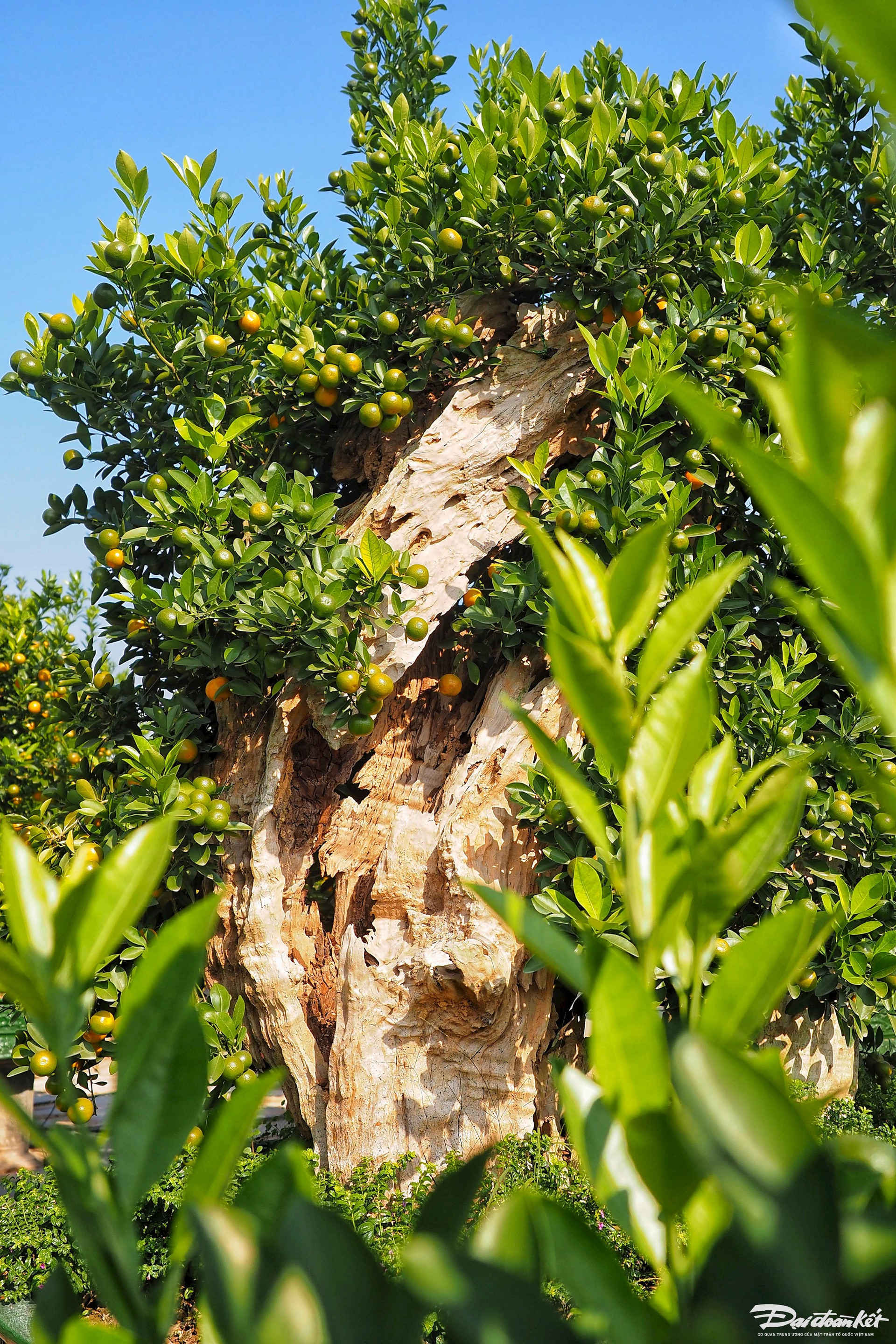 Quất ghép trên thân lũa giá hàng chục triệu đợi Tết-6