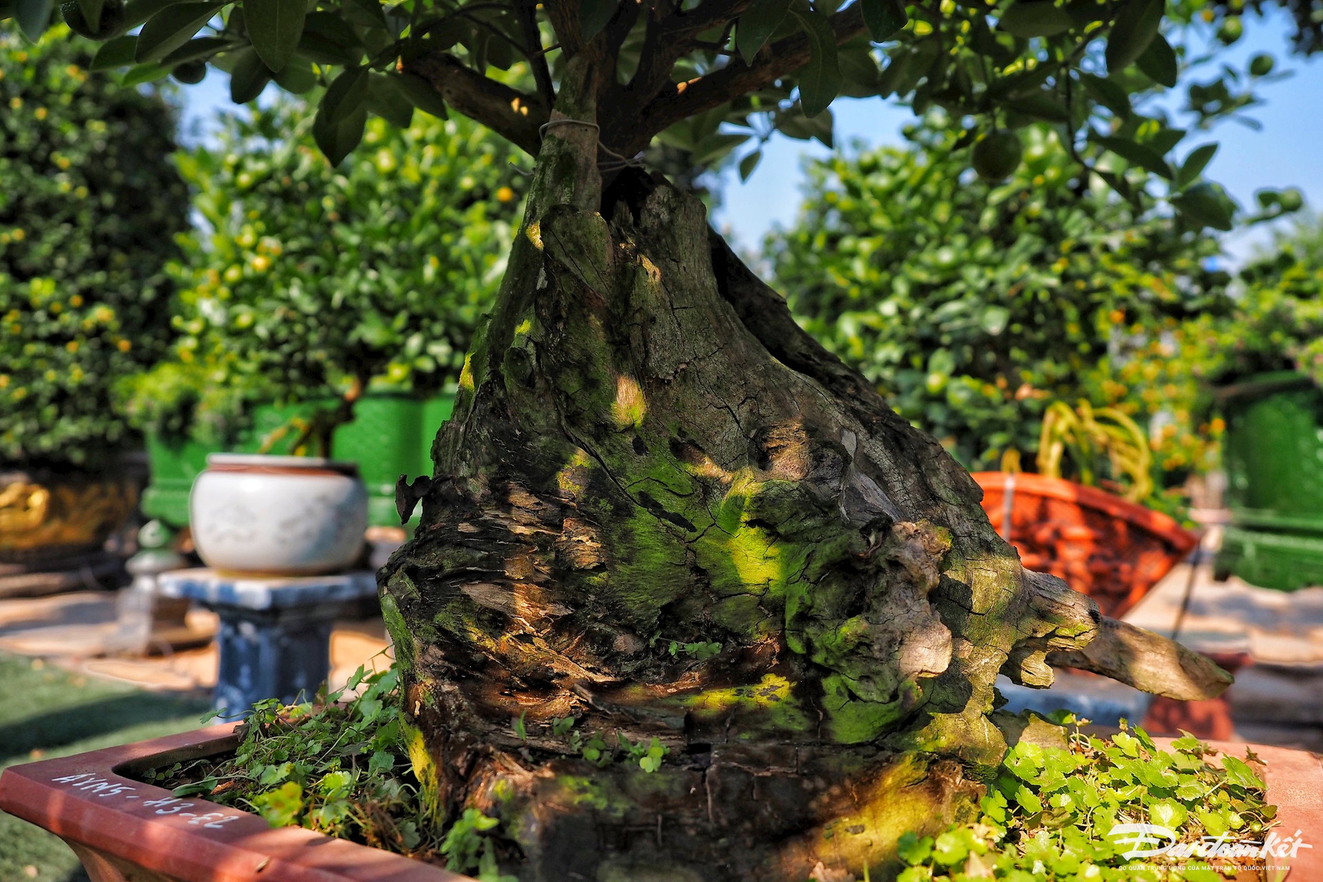 Quất ghép trên thân lũa giá hàng chục triệu đợi Tết-7