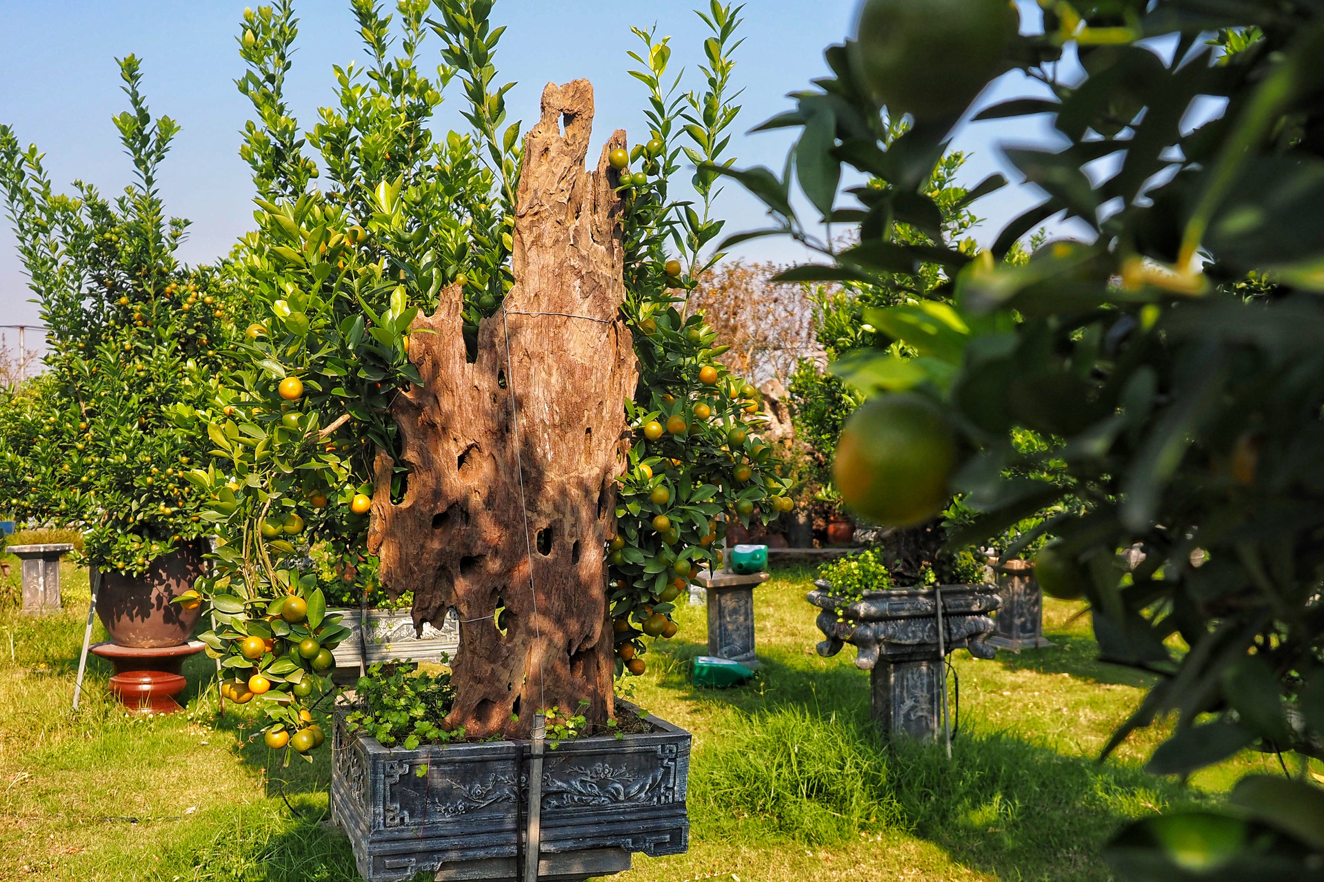 Quất ghép trên thân lũa giá hàng chục triệu đợi Tết-8