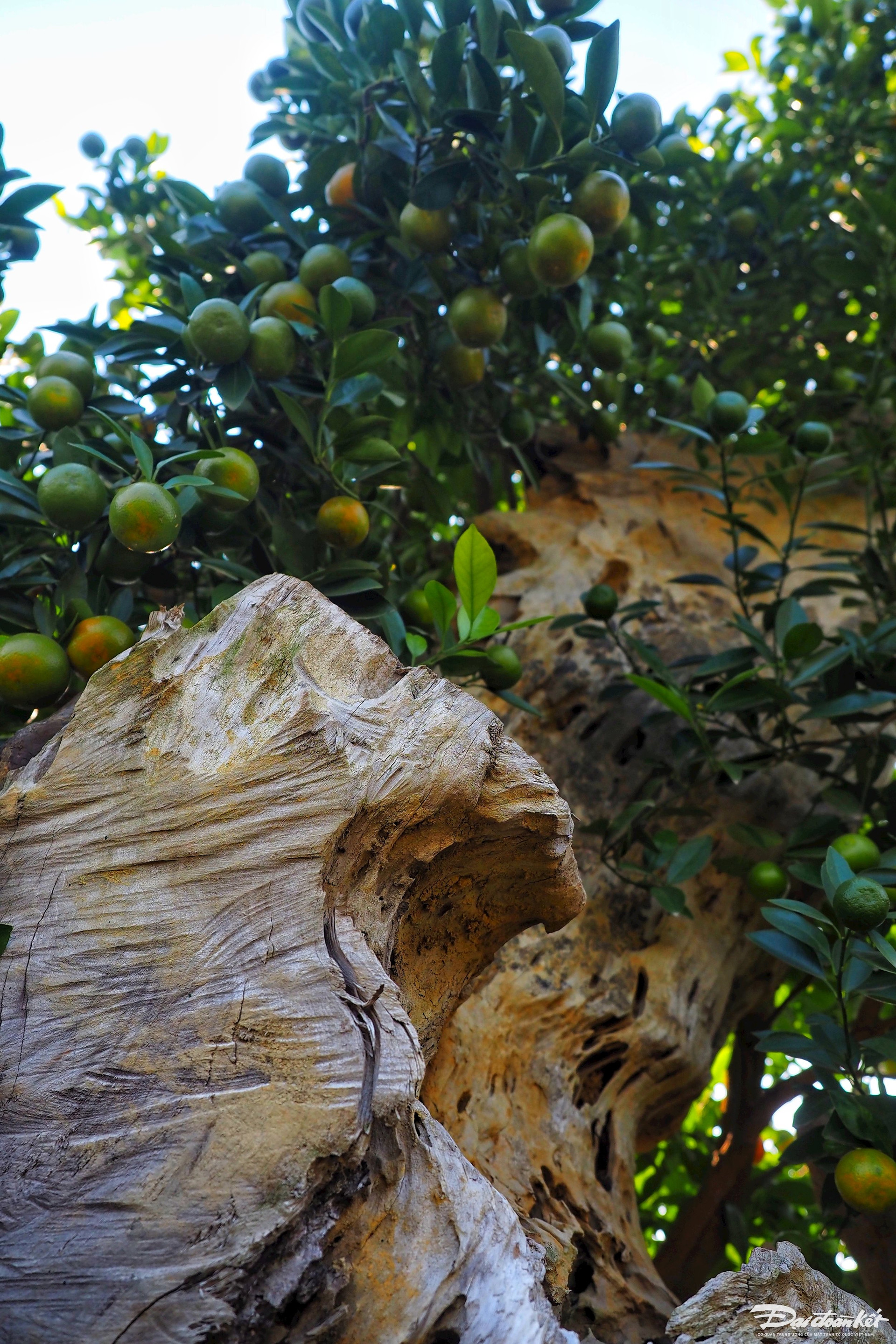 Quất ghép trên thân lũa giá hàng chục triệu đợi Tết-9