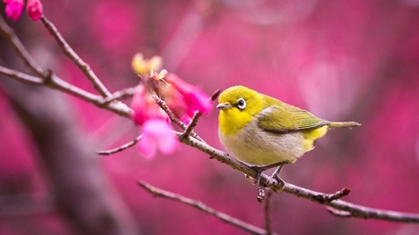 Tháng củ mật, 5 con giáp vận may dào dạt, Thần Tài ghé thăm, đón Tết Giáp Thìn ấm no-3