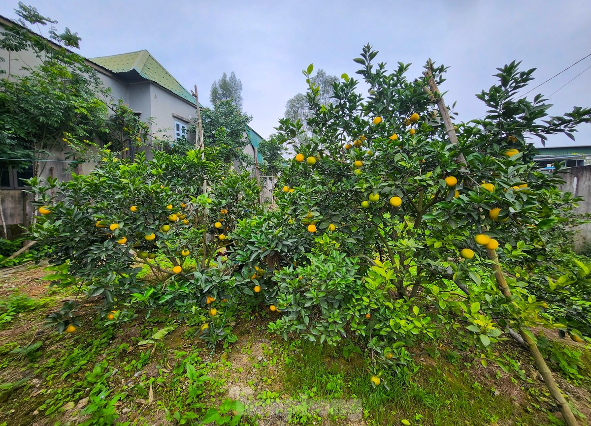 Cam tiến vua 90.000 đồng/quả, vì sao nhà vườn không dám chốt đơn?-1