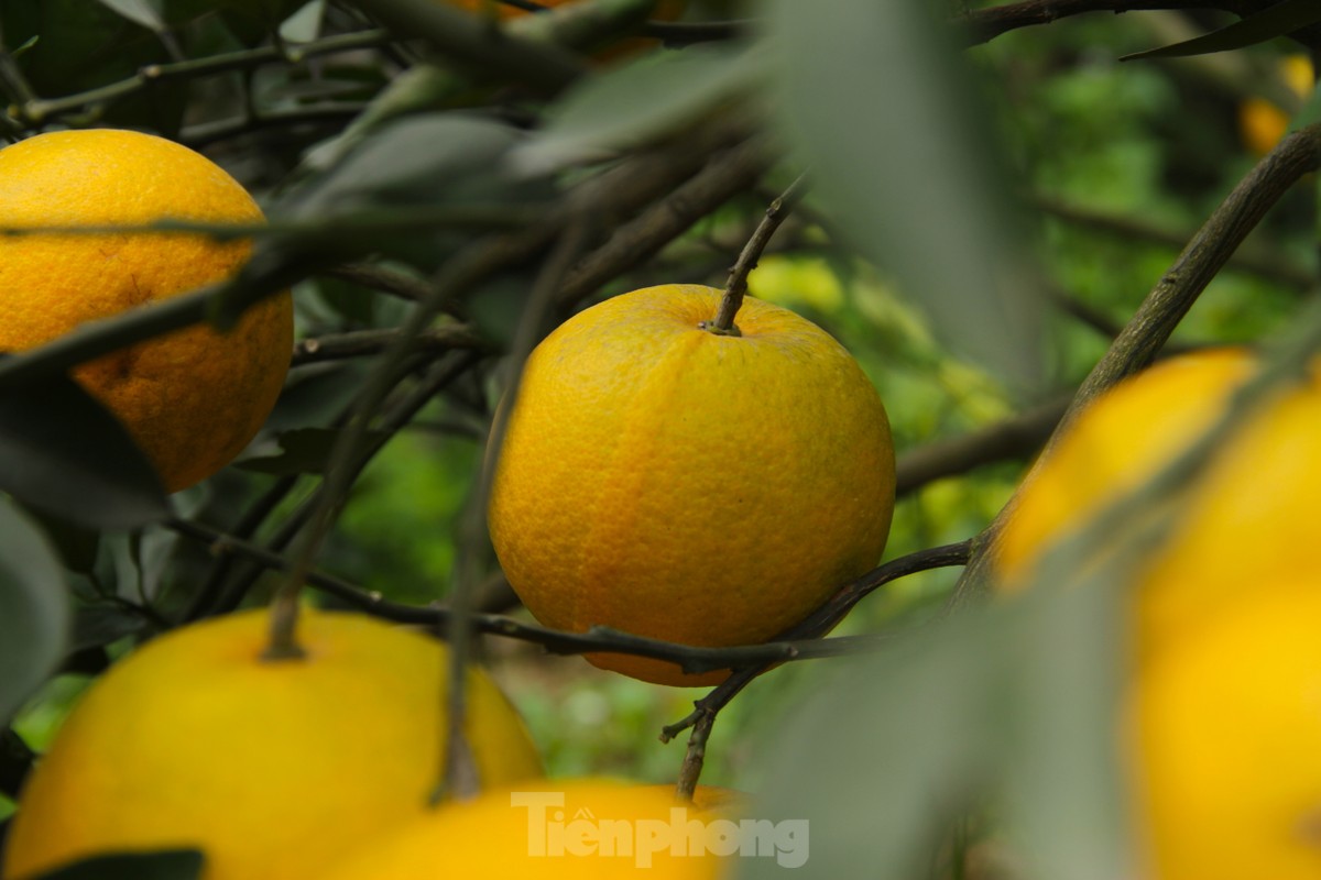 Cam tiến vua 90.000 đồng/quả, vì sao nhà vườn không dám chốt đơn?-2