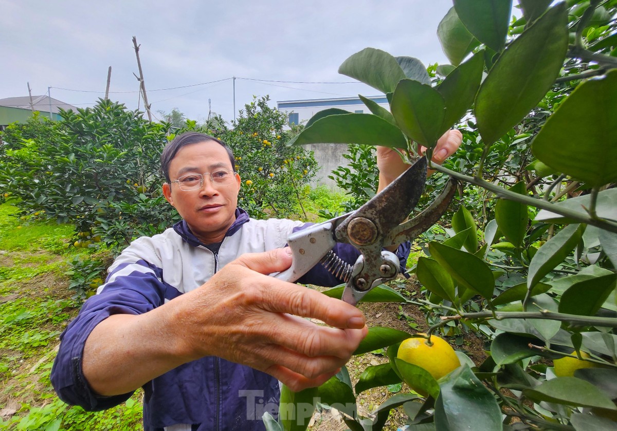Cam tiến vua 90.000 đồng/quả, vì sao nhà vườn không dám chốt đơn?-3