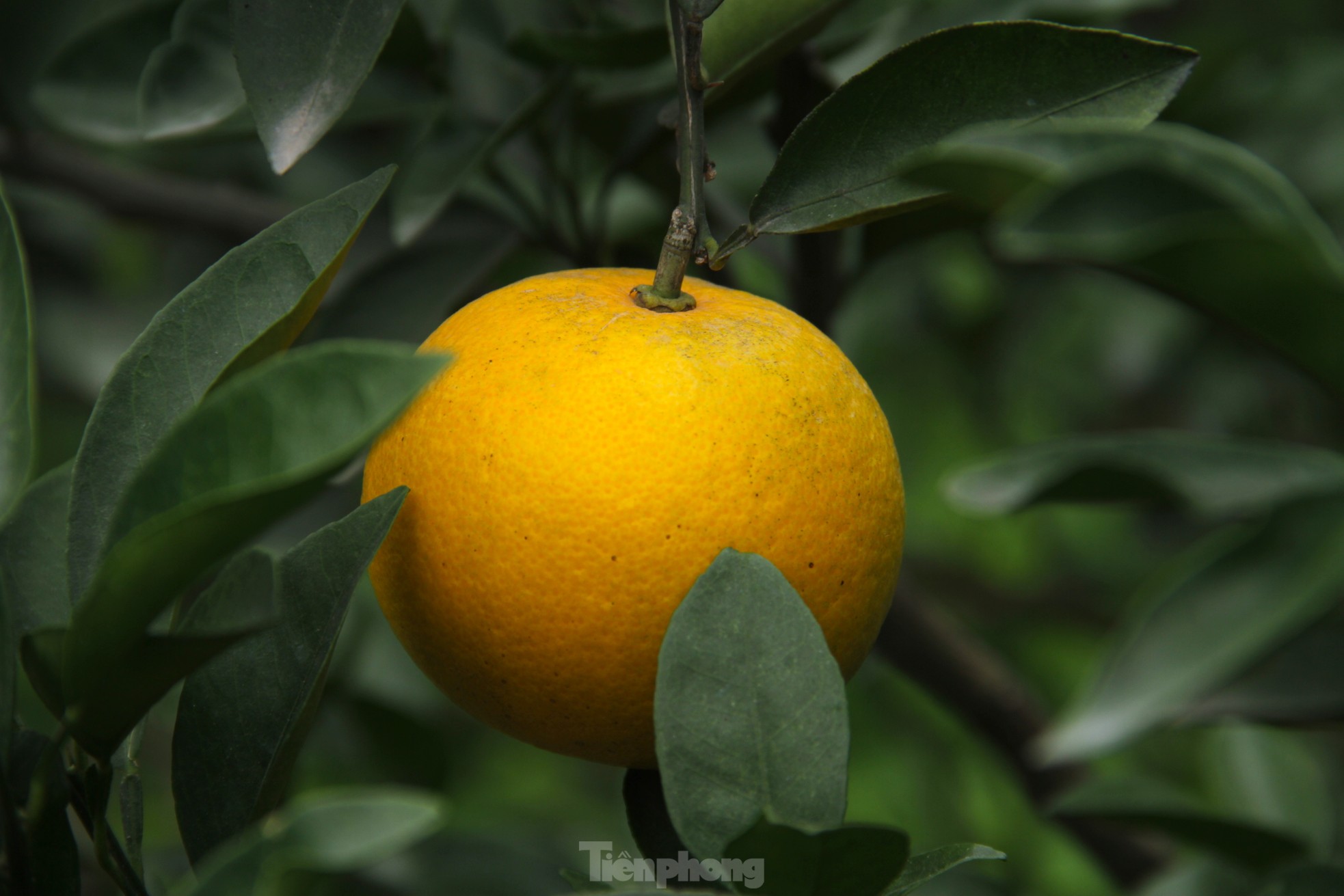 Cam tiến vua 90.000 đồng/quả, vì sao nhà vườn không dám chốt đơn?-5