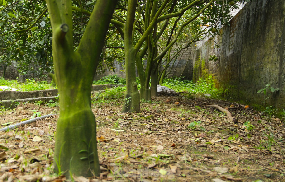 Cam tiến vua 90.000 đồng/quả, vì sao nhà vườn không dám chốt đơn?-6