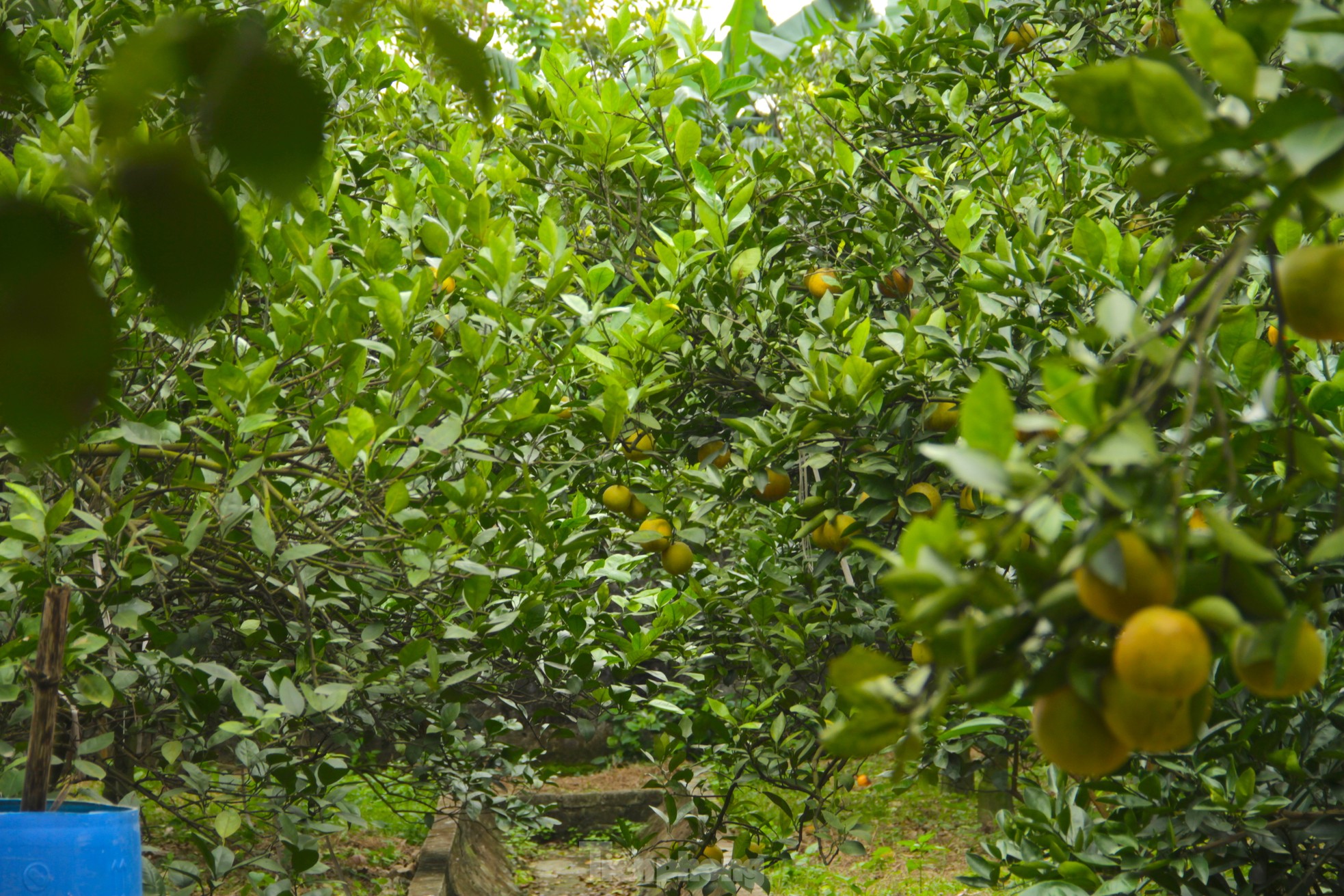 Cam tiến vua 90.000 đồng/quả, vì sao nhà vườn không dám chốt đơn?-7