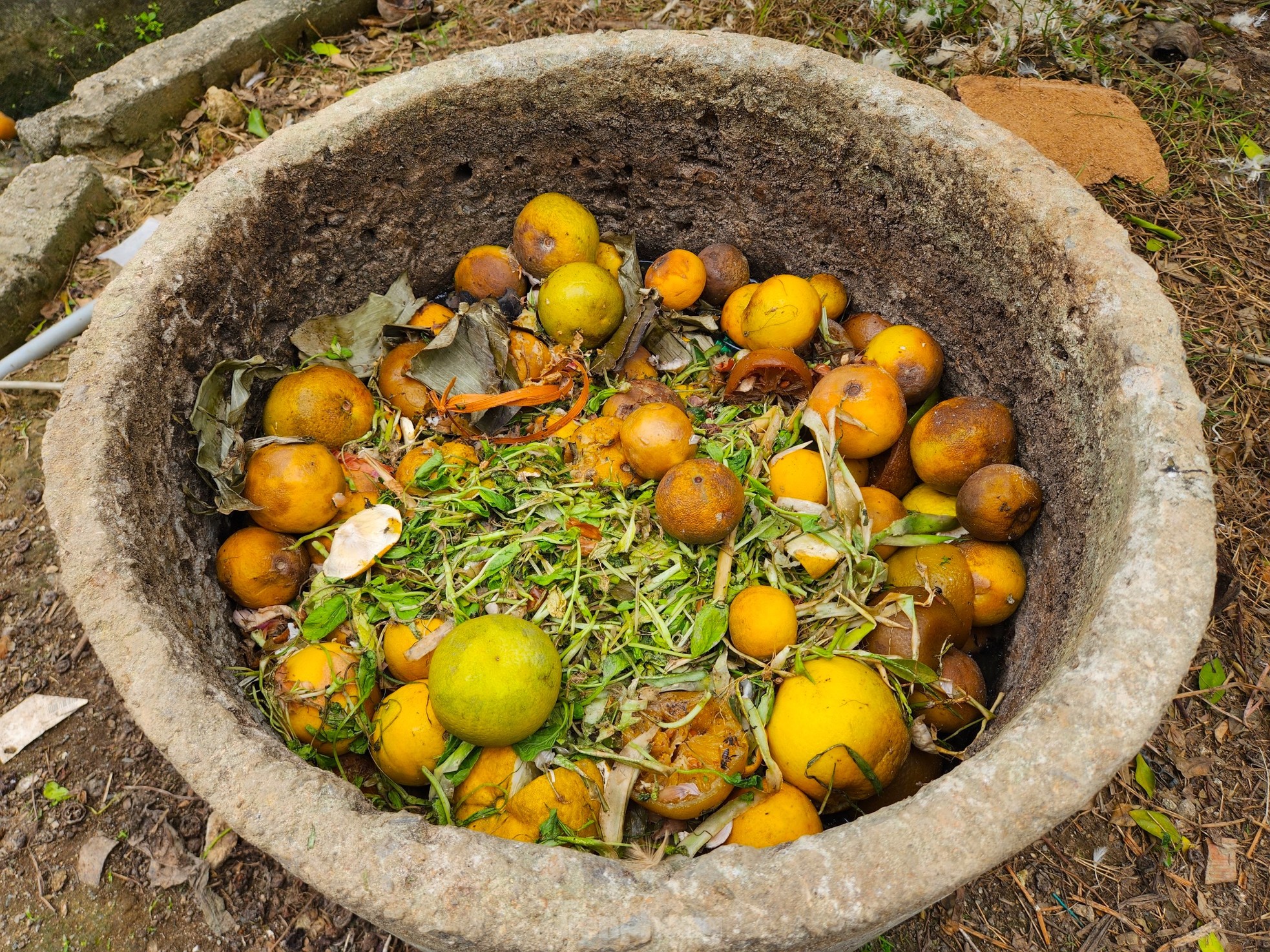 Cam tiến vua 90.000 đồng/quả, vì sao nhà vườn không dám chốt đơn?-9