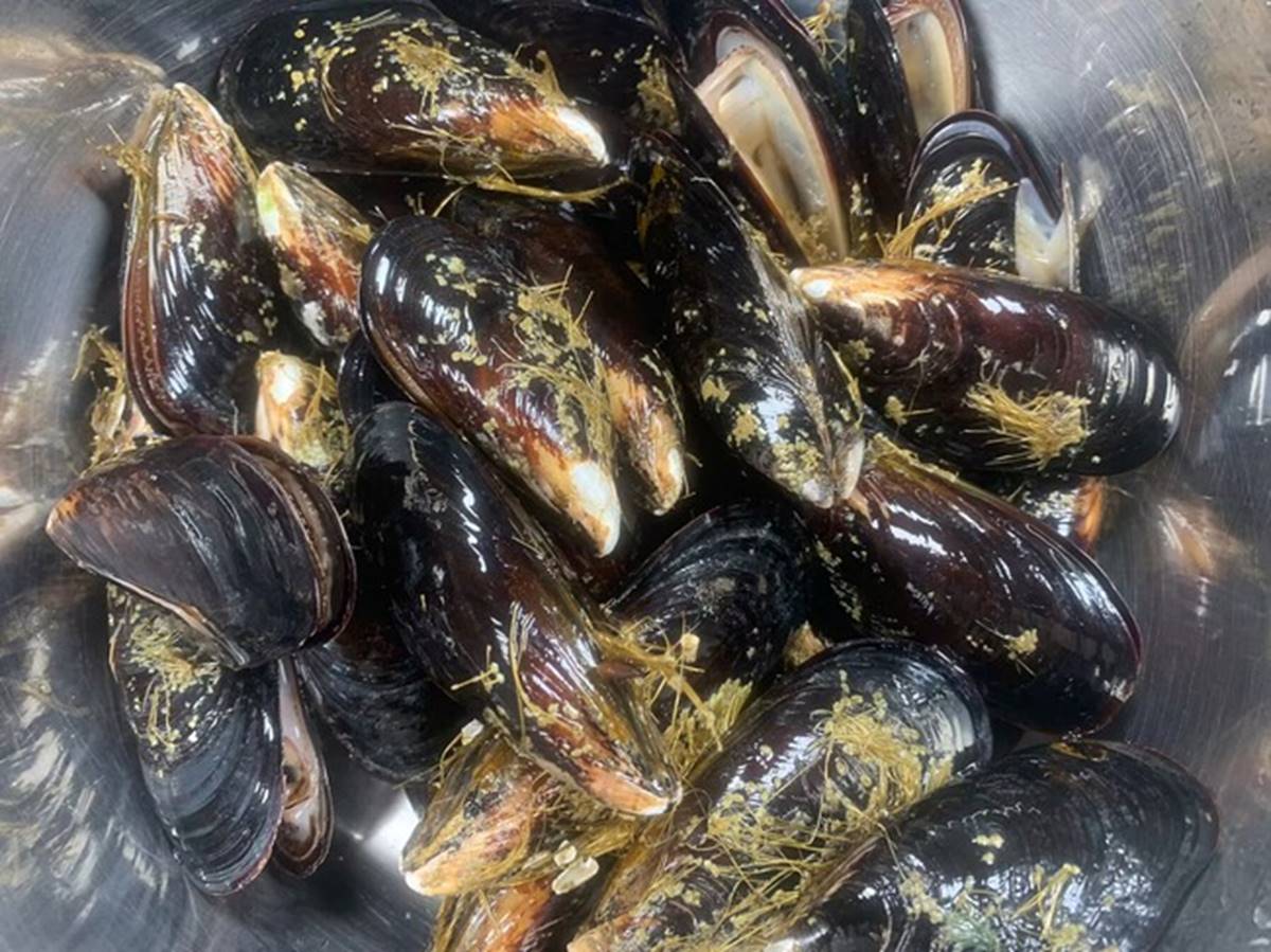 Vua bổ thận giá rẻ, thường xuyên ăn cứng xương, dưỡng huyết, tráng trứng ăn cực thơm ngon-2