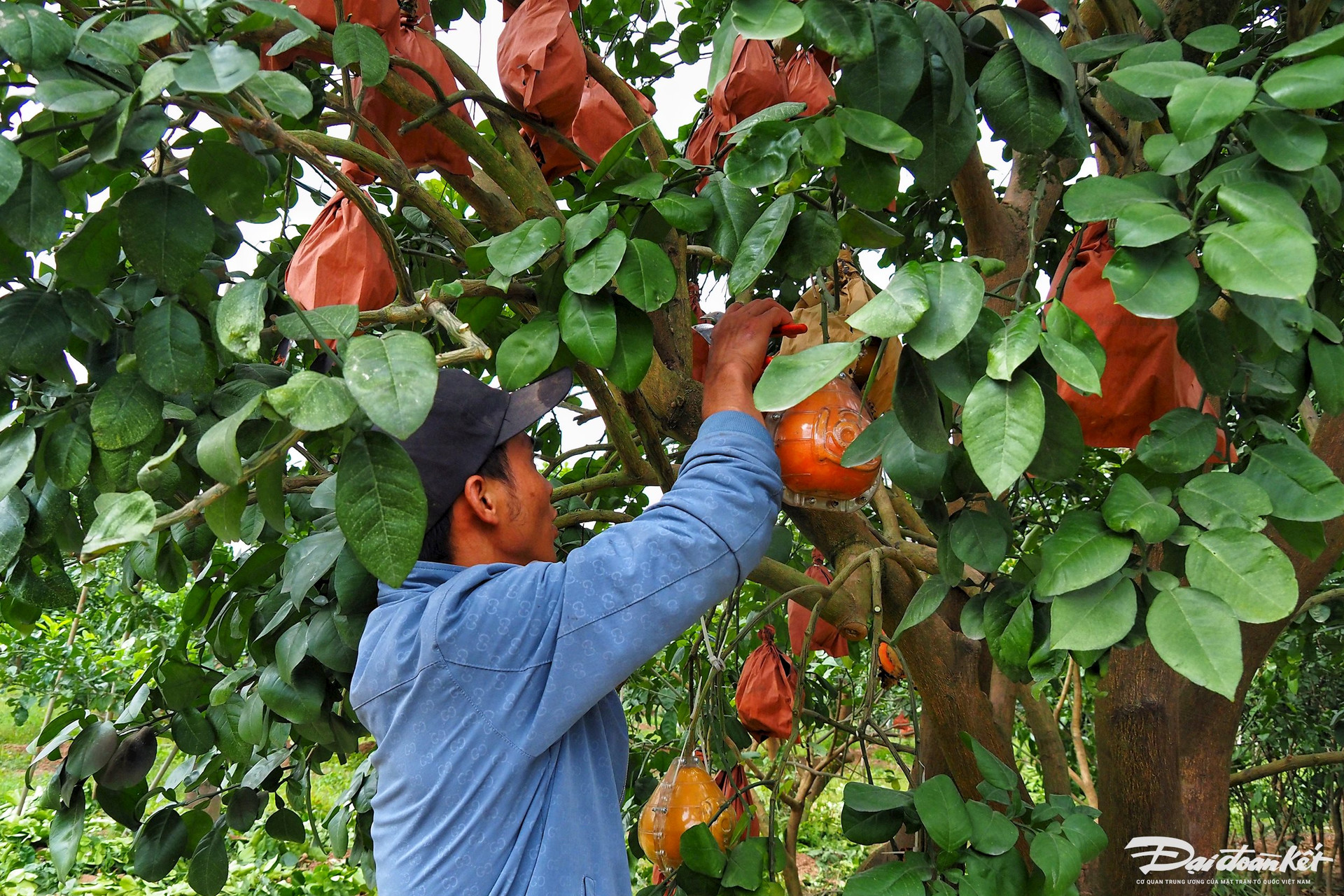 Bưởi đỏ in hình tài lộc đắt hàng dịp Tết-1