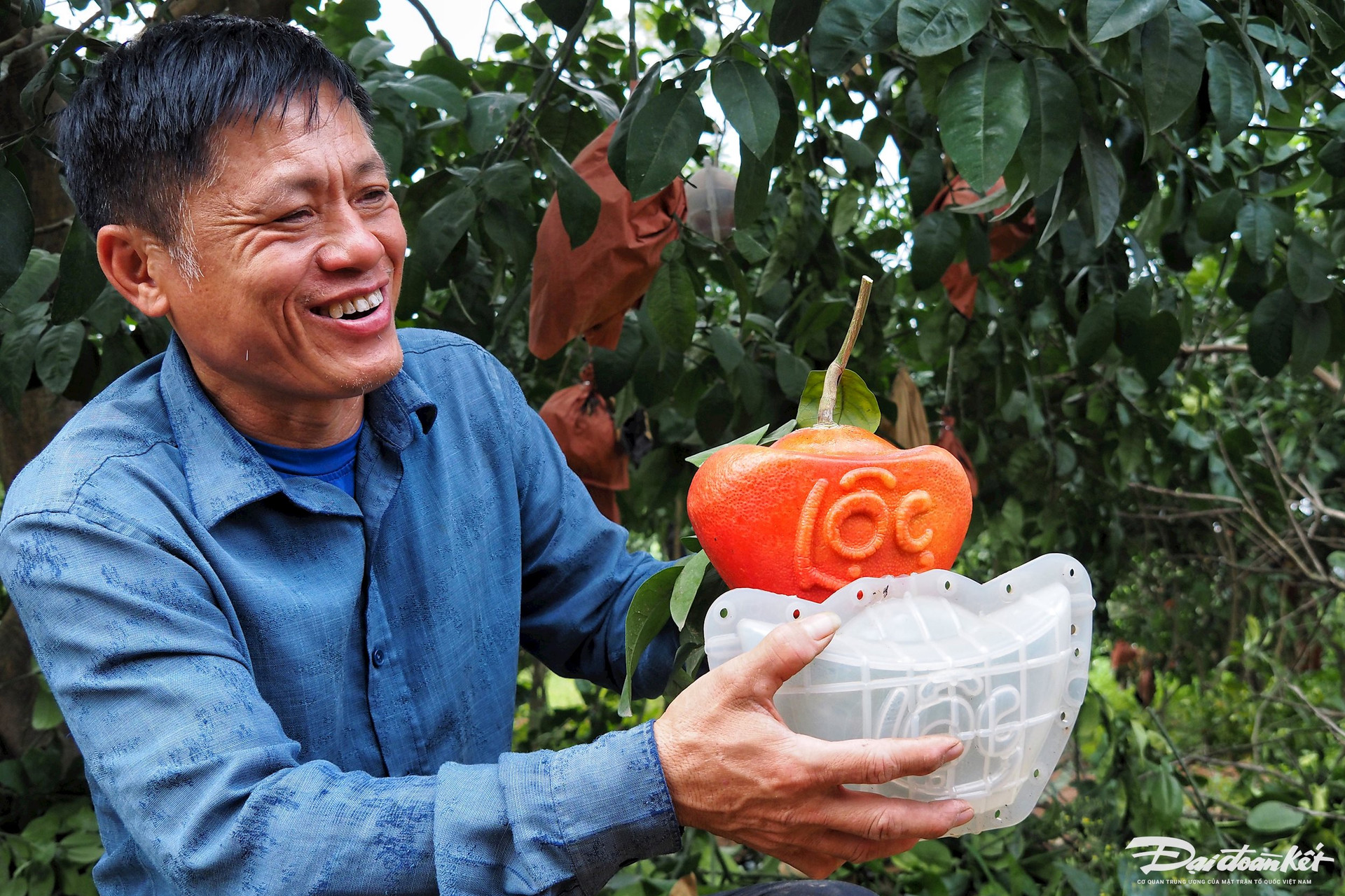 Bưởi đỏ in hình tài lộc đắt hàng dịp Tết-4