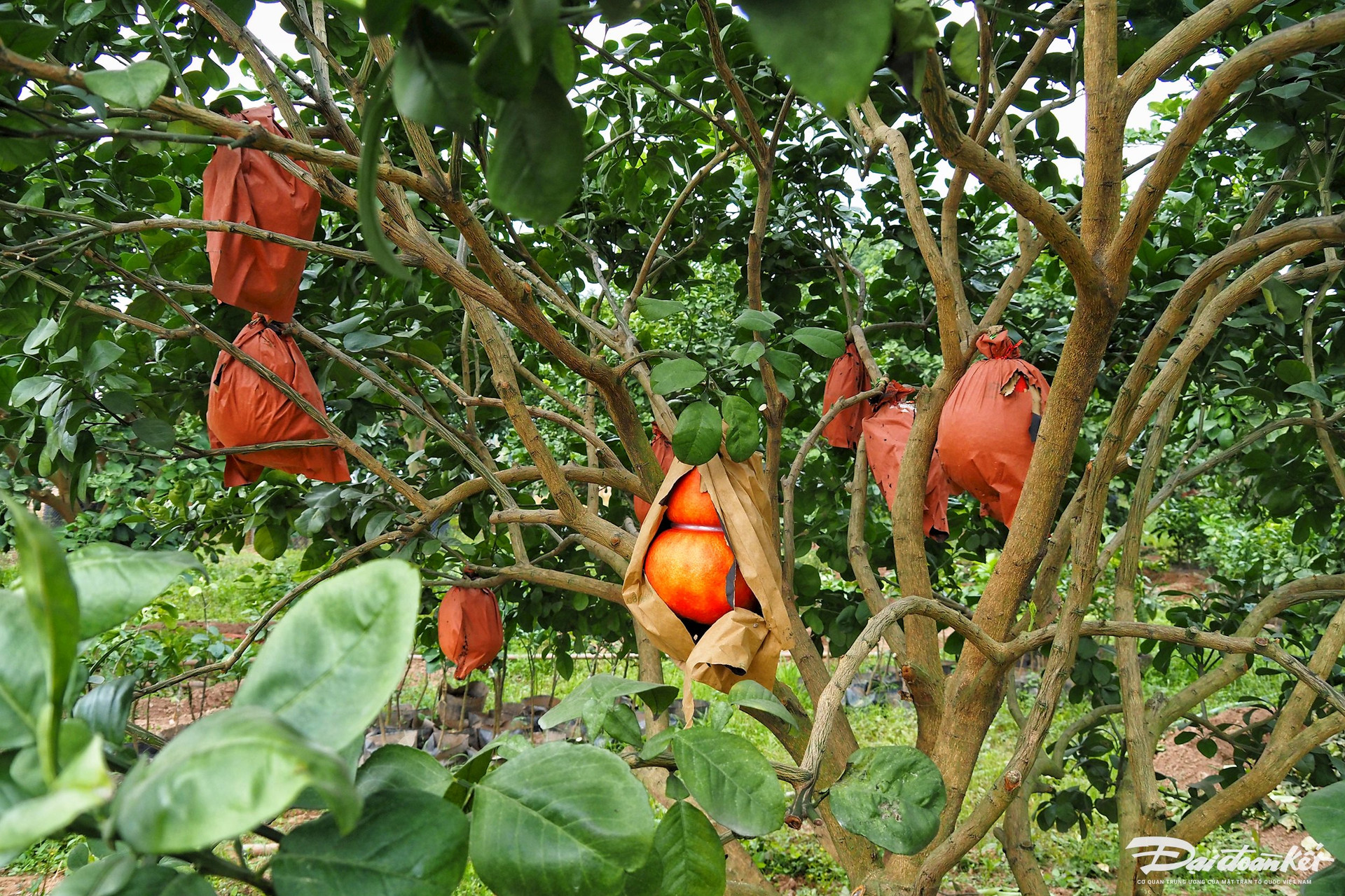 Bưởi đỏ in hình tài lộc đắt hàng dịp Tết-5