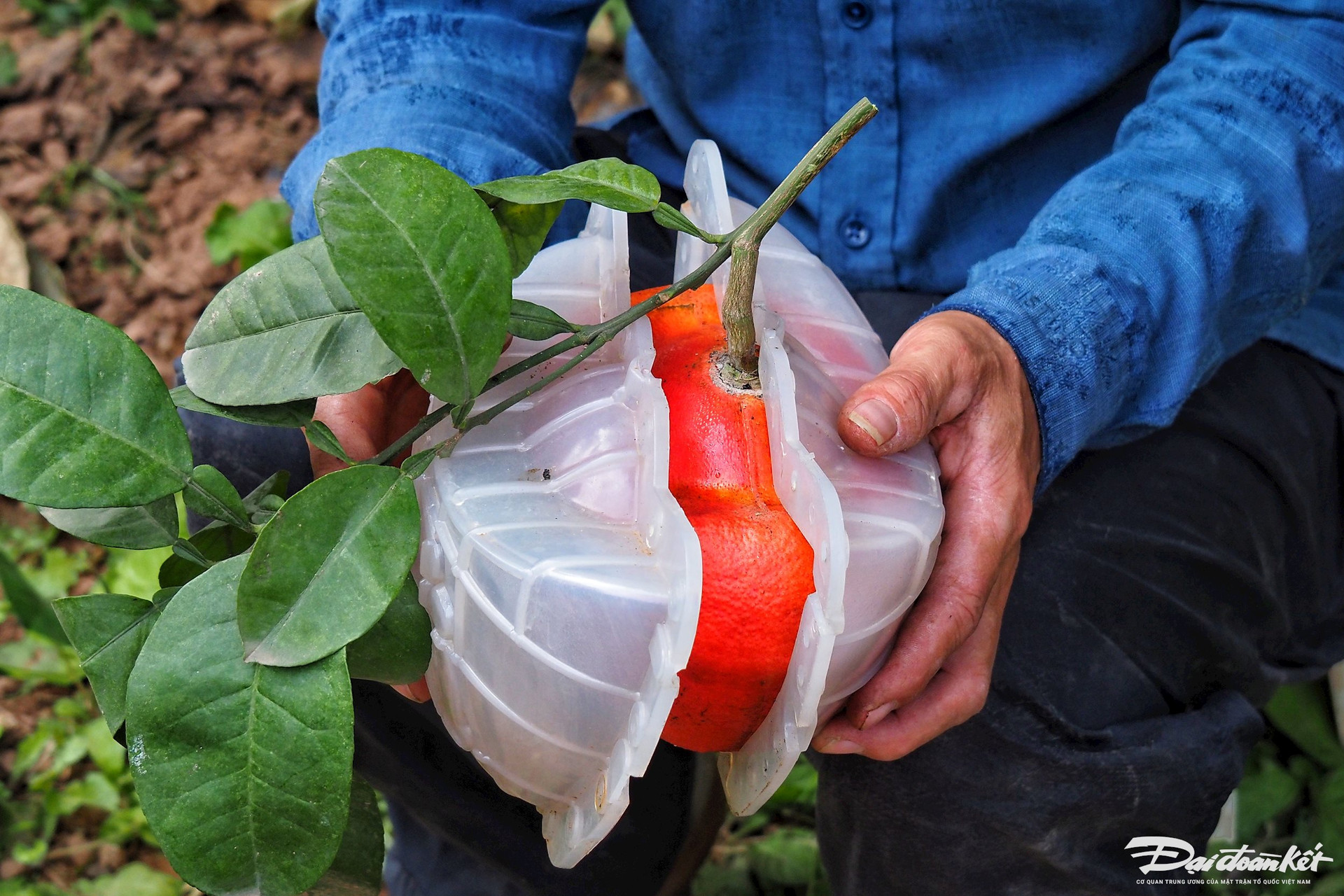 Bưởi đỏ in hình tài lộc đắt hàng dịp Tết-7