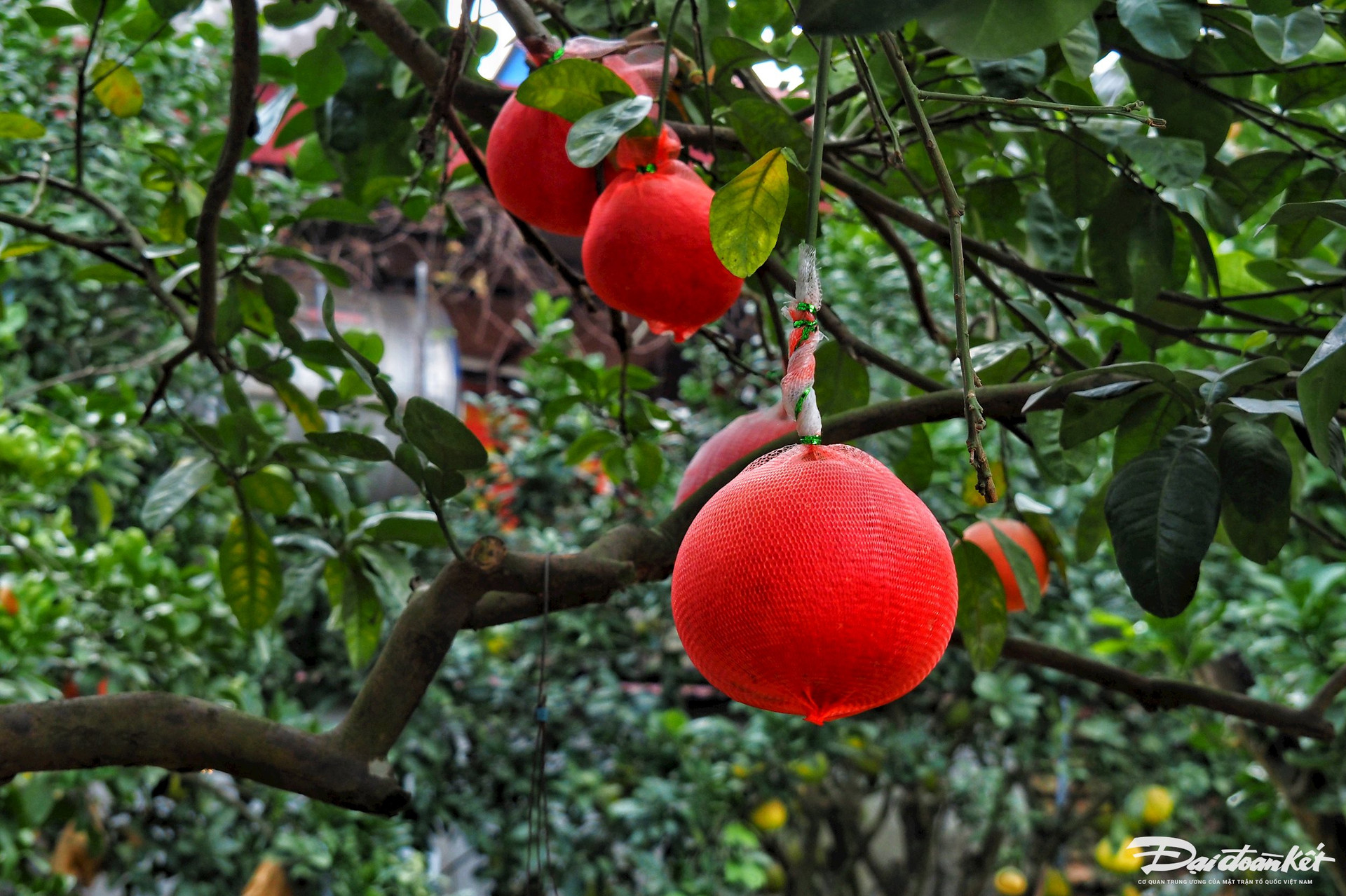 Bưởi đỏ in hình tài lộc đắt hàng dịp Tết-9