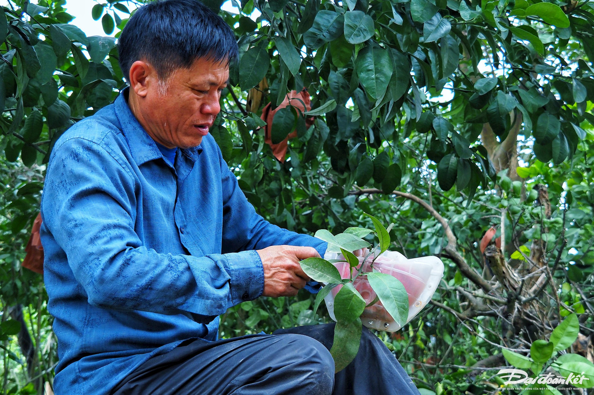 Bưởi đỏ in hình tài lộc đắt hàng dịp Tết-11