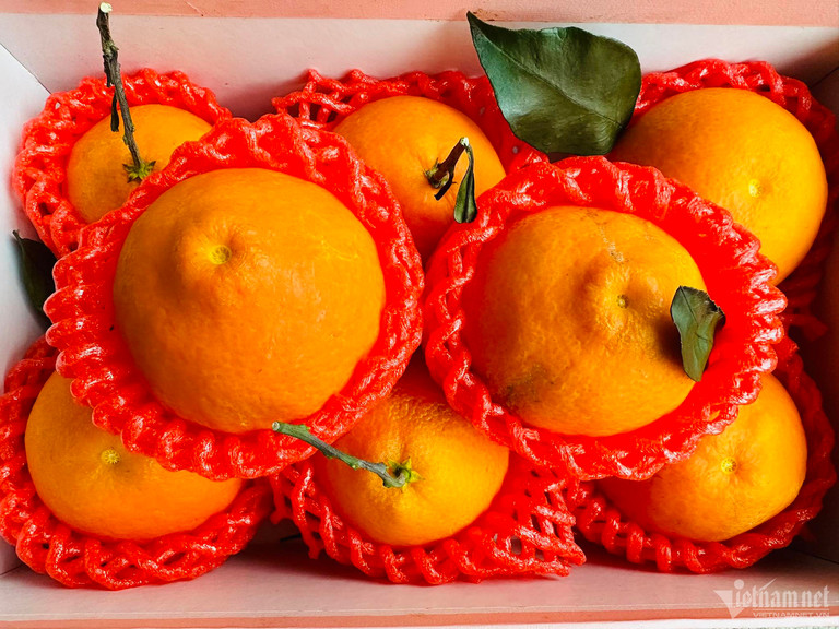 Quýt chum Nhật giá hơn triệu đồng mỗi kg, hàng Trung Quốc dội chợ chỉ 20.000 đồng-2