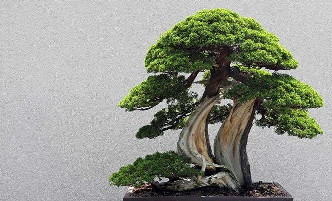 Có thờ có thiêng, có kiêng có lành: 5 loại cây xua đuổi tà mà, trừ âm khí quấy phá trong gia đình-5