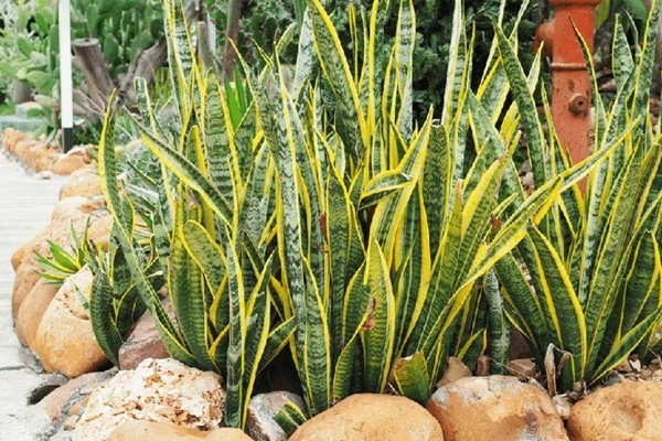 Tổ tiên dặn, 4 thứ không nên đặt ở đầu giường, kẻo nợ nần kéo đến: Đó là 4 thứ gì?-3