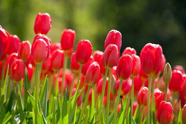 Tháng 1 lộc tràn vào cửa, 3 con giáp làm đâu thắng đó, thu nhập sung túc, tiền về đầy túi-1