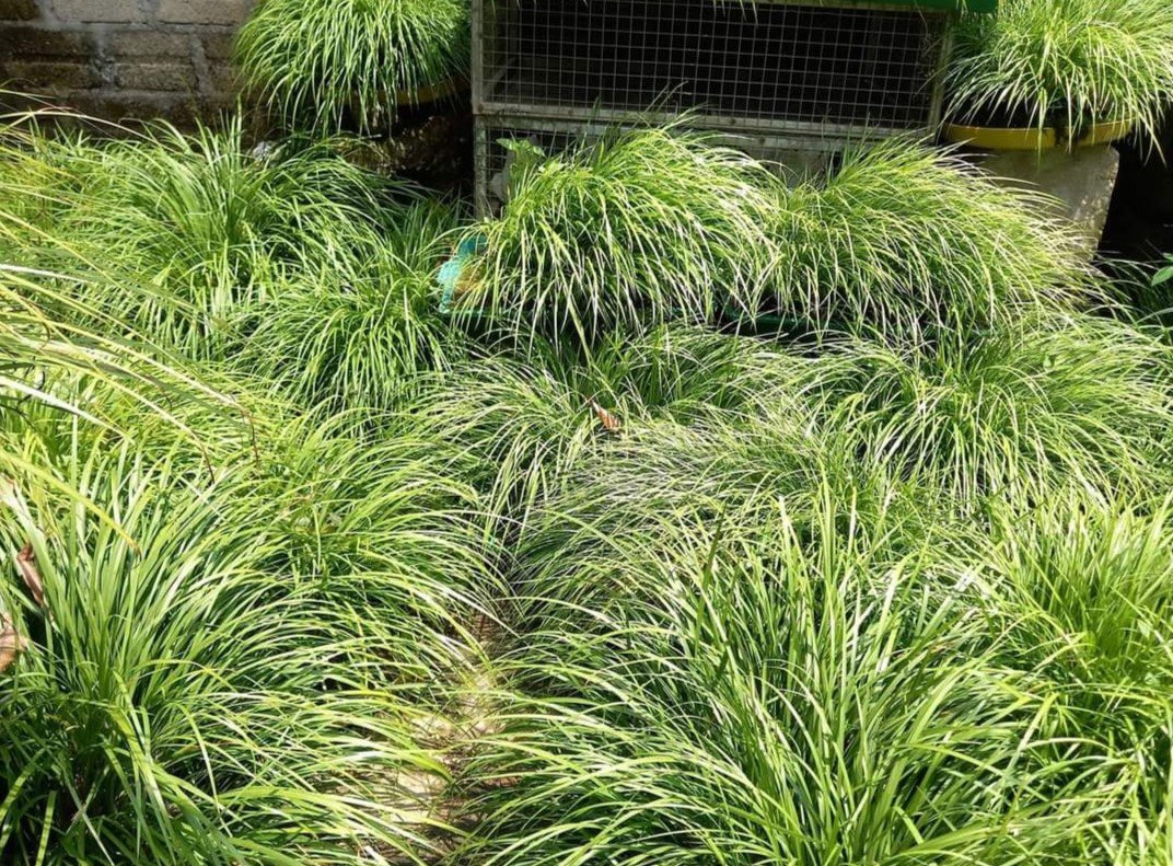 Kỳ lạ dân đặt mua loại cây nhìn như cỏ dại về làm cảnh, giá đến 50.000 đồng/kg-2