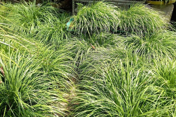 Cỏ dại Việt Nam lên đời thành vàng”, giá gần chục triệu/kg ở nước ngoài-3