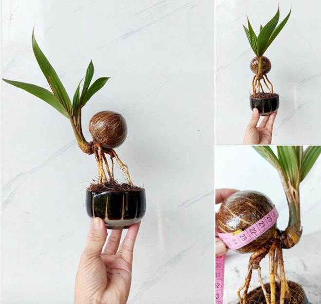 Dừa bonsai độc lạ ‘đắt như tôm tươi’ dịp Tết-2