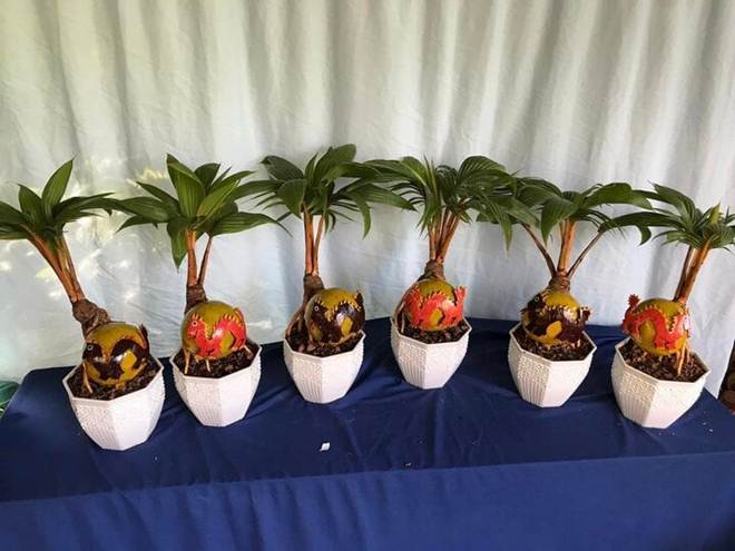 Dừa bonsai độc lạ ‘đắt như tôm tươi’ dịp Tết-3