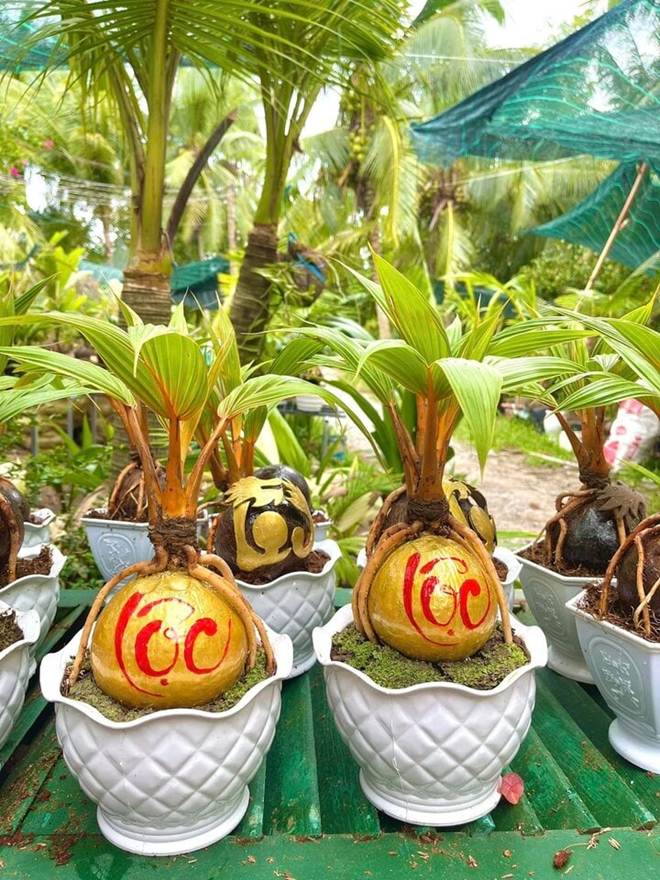 Dừa bonsai độc lạ ‘đắt như tôm tươi’ dịp Tết-4