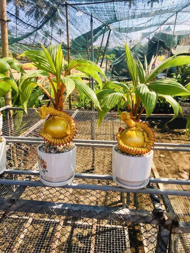 Dừa bonsai độc lạ ‘đắt như tôm tươi’ dịp Tết-5