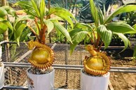 Dừa bonsai độc lạ ‘đắt như tôm tươi’ dịp Tết