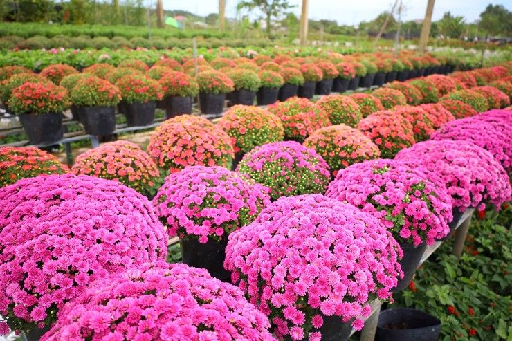 Trồng giống cây hoa cúc lạ”, nhà vườn trồng không đủ bán-1