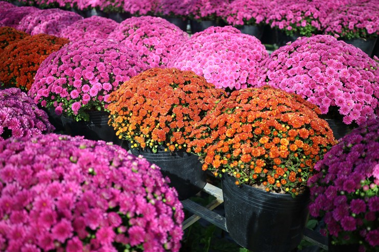 Trồng giống cây hoa cúc lạ”, nhà vườn trồng không đủ bán-2