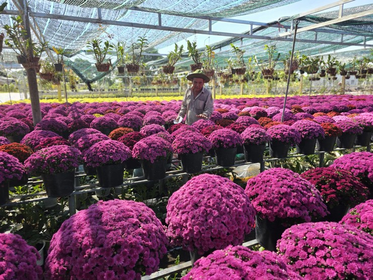 Trồng giống cây hoa cúc lạ”, nhà vườn trồng không đủ bán-3