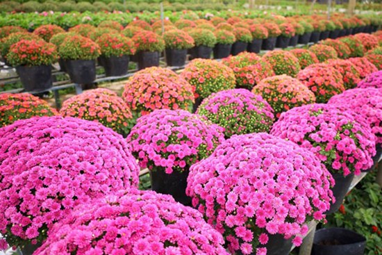 Trồng giống cây hoa cúc “lạ”, nhà vườn trồng không đủ bán