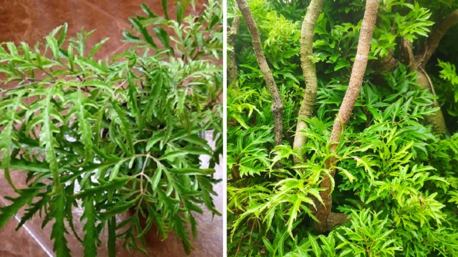 Ý nghĩa phong thủy đặc biệt của cây đinh lăng, có nên trồng 1 cây đinh lăng trước nhà không?-1