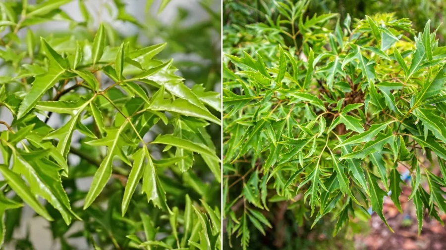 Ý nghĩa phong thủy đặc biệt của cây đinh lăng, có nên trồng 1 cây đinh lăng trước nhà không?-2