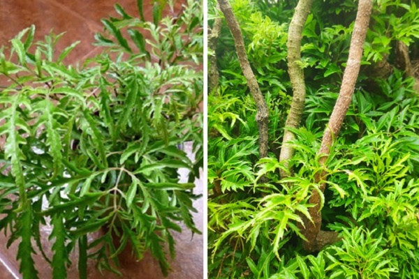 Chuyên gia phong thủy Trung Quốc: Thế giới bước vào vận 9, 20 năm tới là thời thịnh vượng của phụ nữ và những ngành nghề này-5