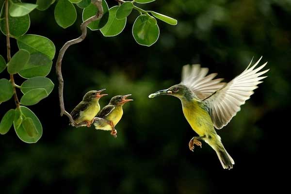 Sinh con năm Giáp Thìn 2024 vào tháng Âm lịch nào cuộc đời hạnh phúc, suôn sẻ, may mắn nhất?-1