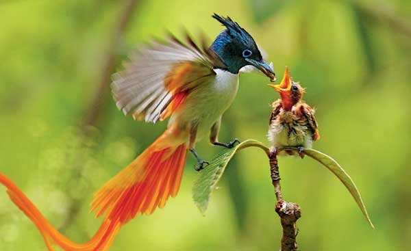 Sinh con năm Giáp Thìn 2024 vào tháng Âm lịch nào cuộc đời hạnh phúc, suôn sẻ, may mắn nhất?-2